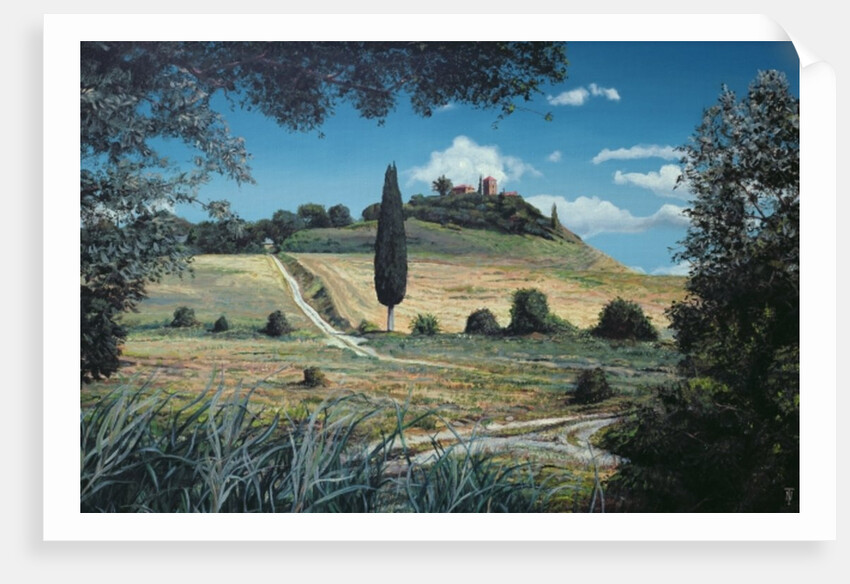 Lollipop Tree, Umbria, 1998 by Trevor Neal