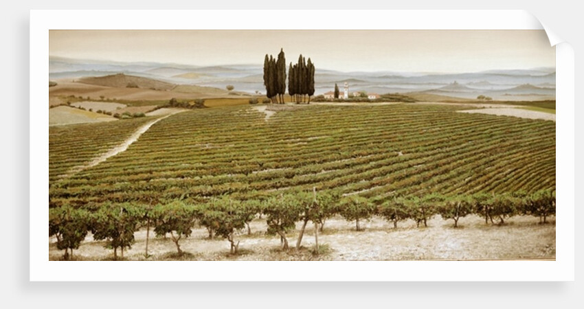 Tree Circle, Tuscany by Trevor Neal