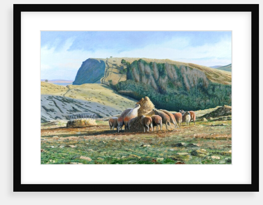 Sheep Feeding, 2004 by Trevor Neal
