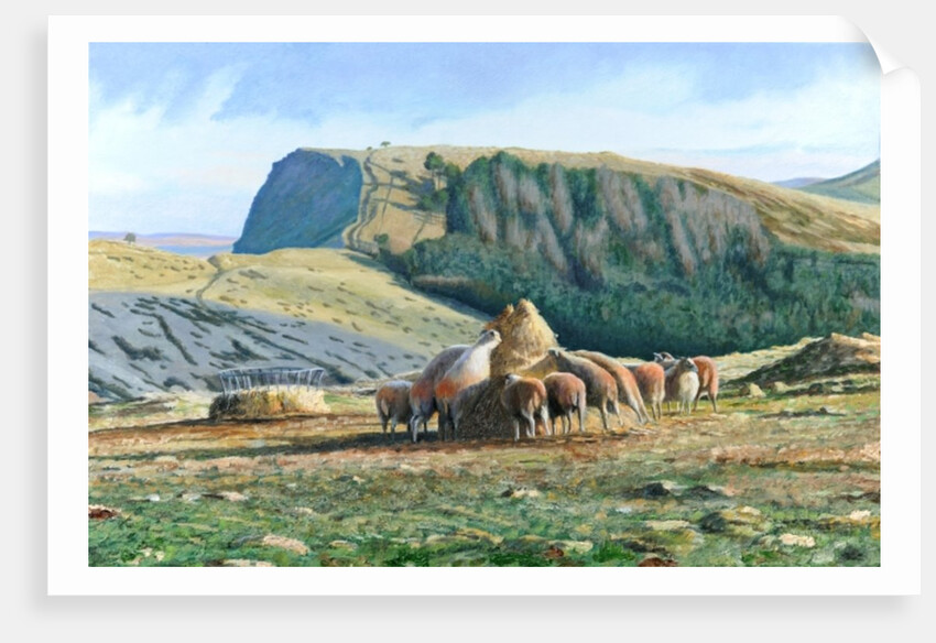 Sheep Feeding, 2004 by Trevor Neal