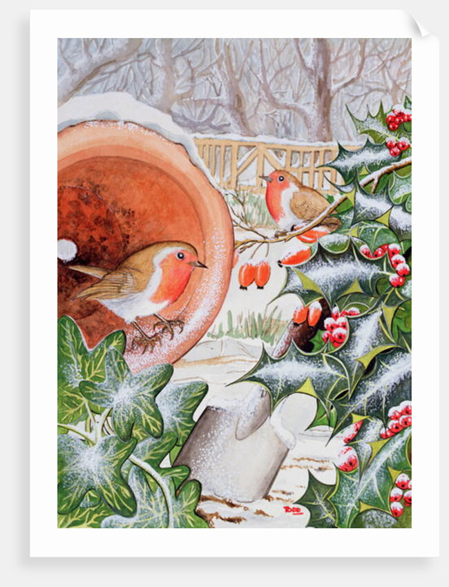 Christmas Robins by Tony Todd