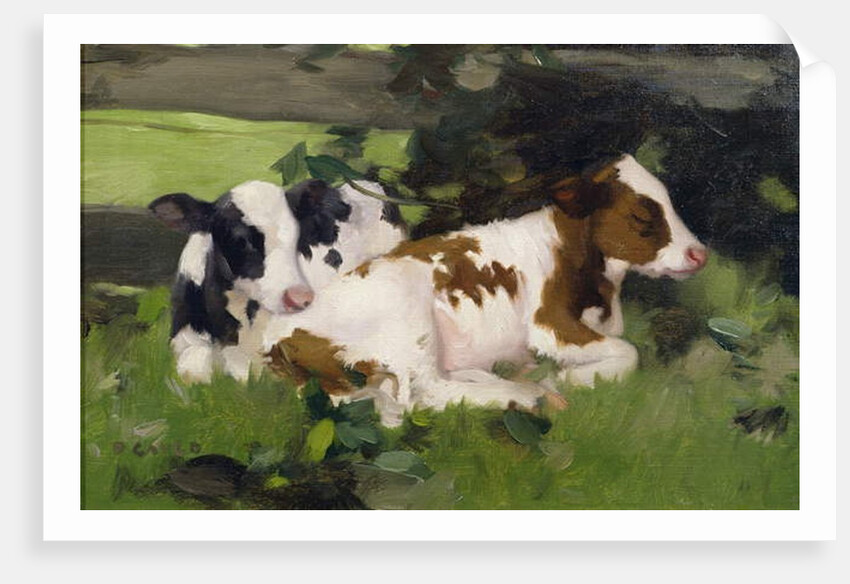 Ayrshire Calves, c.1890 by David Gauld