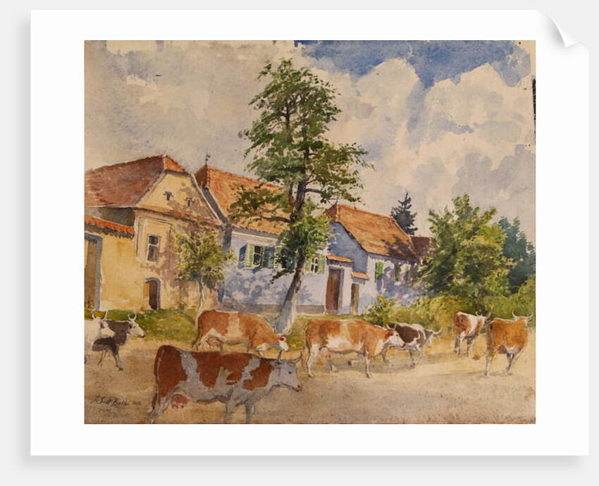 Viscri House Cows, 2015 by Tim Scott Bolton