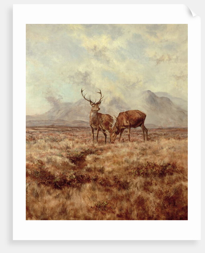 Red Stags, Ben Buie, 1982 by Tim Scott Bolton