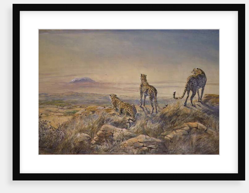 Cheetah with Kilimanjaro in the background, 1991 by Tim Scott Bolton