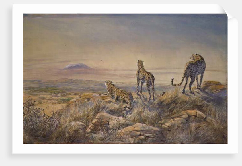 Cheetah with Kilimanjaro in the background, 1991 by Tim Scott Bolton