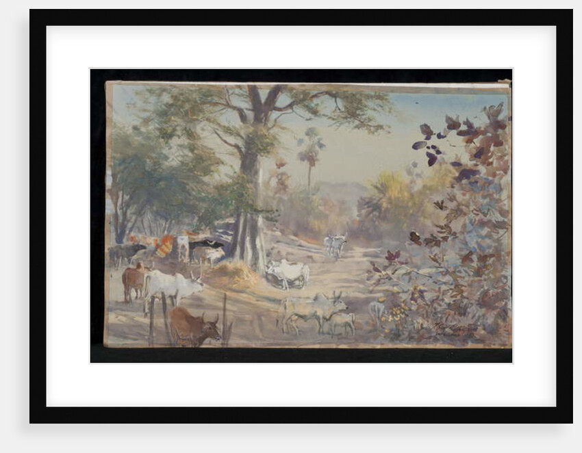 Cattle, Jambughoda, 2009 by Tim Scott Bolton