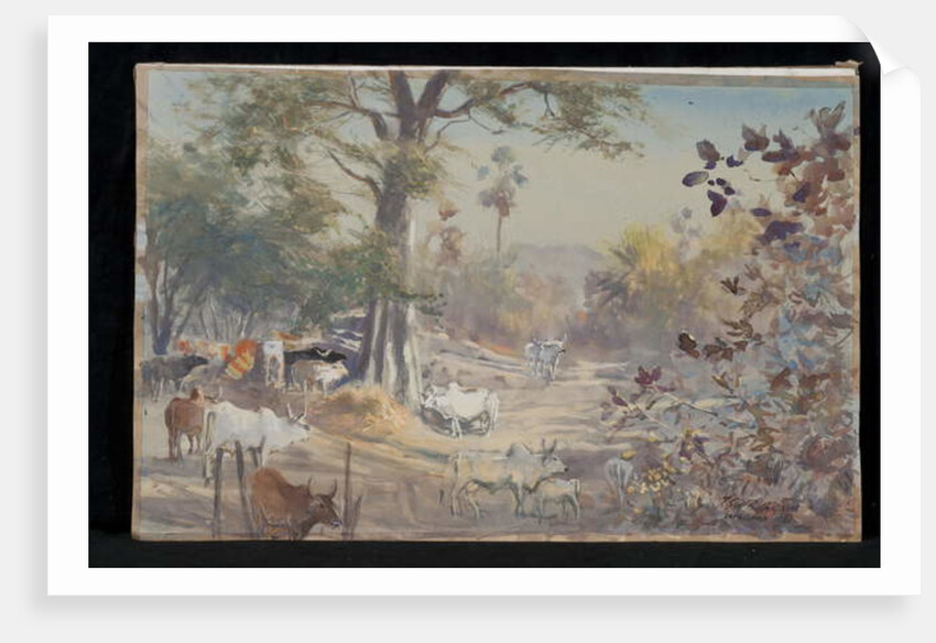 Cattle, Jambughoda, 2009 by Tim Scott Bolton