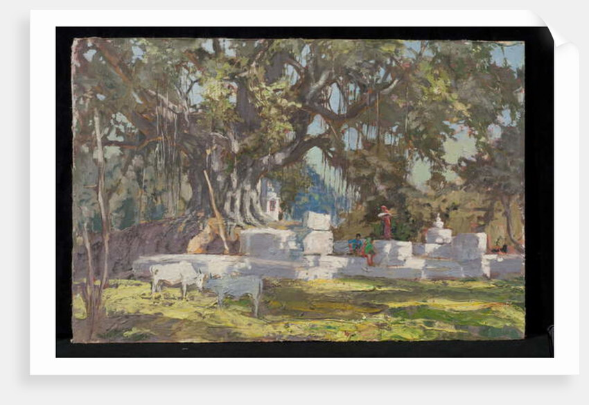 Kawardha Well and Banyan Tree by Tim Scott Bolton