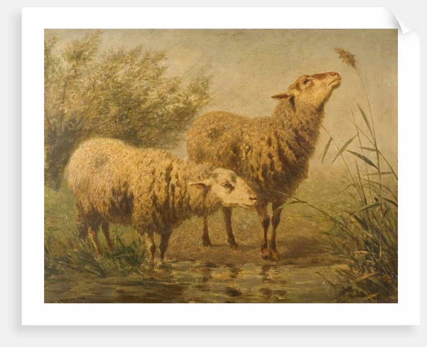 Study of Sheep by Edouard Woutermaertens