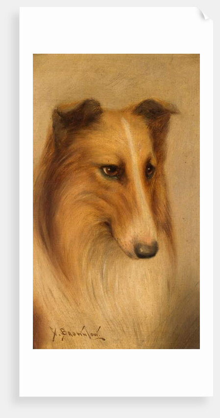 Collie by George Washington Brownlow