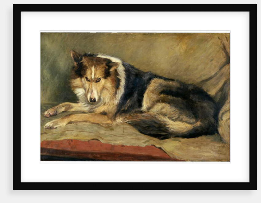 Collie Dog by William Henry Charlton