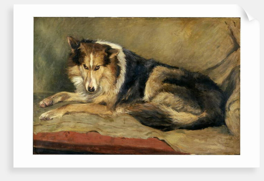 Collie Dog by William Henry Charlton