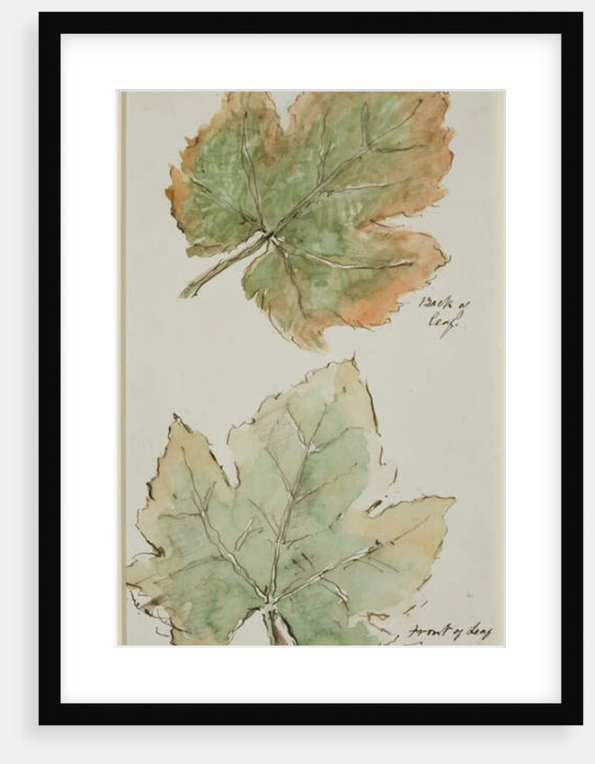 The Grape Leaf by John Wilson Carmichael
