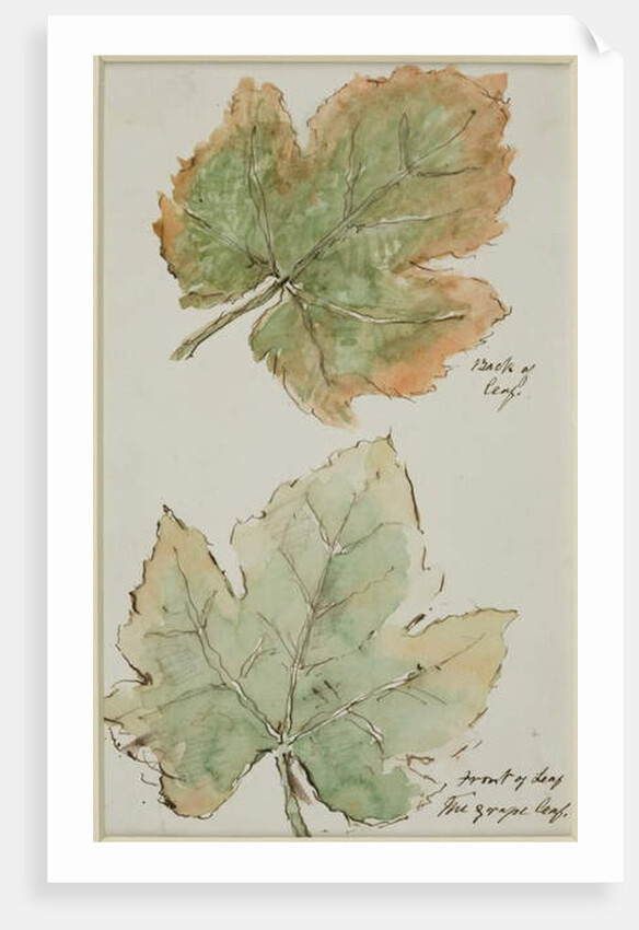 The Grape Leaf by John Wilson Carmichael
