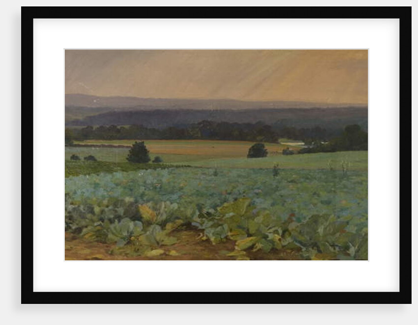 Turnip Field by William Cosens Way