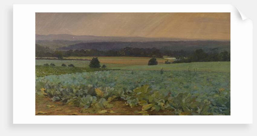 Turnip Field by William Cosens Way
