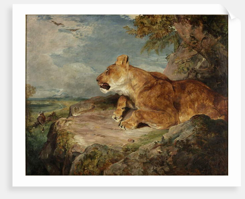 The Lioness, c.1824-27 by John Frederick Lewis
