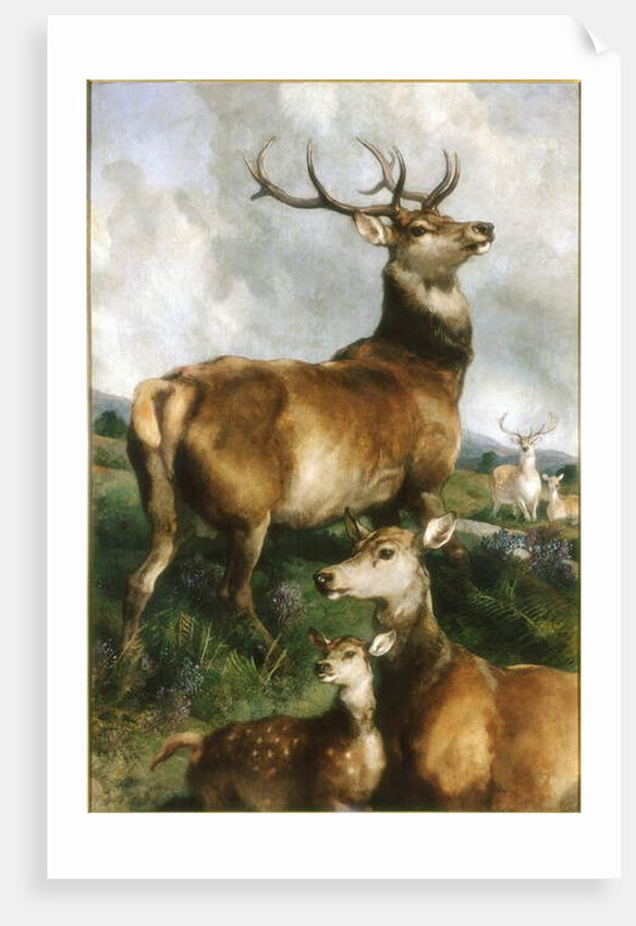 Deer of Chillingham Park, Northumberland, c.1867 by Edwin Landseer
