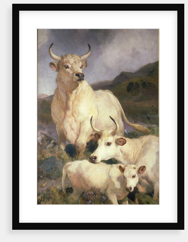 Wild Cattle of Chillingham, Northumberland, c.1867 by Edwin Landseer