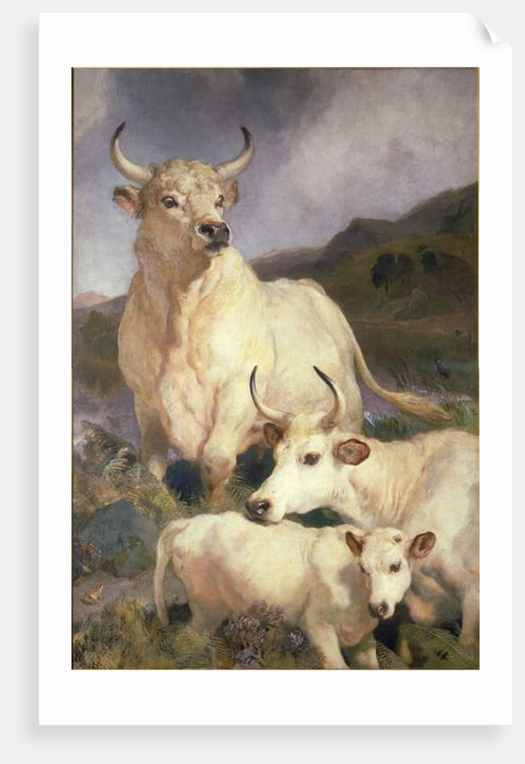 Wild Cattle of Chillingham, Northumberland, c.1867 by Edwin Landseer