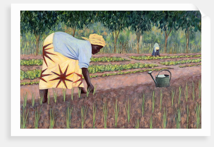 Planting Onions, 2005 by Tilly Willis