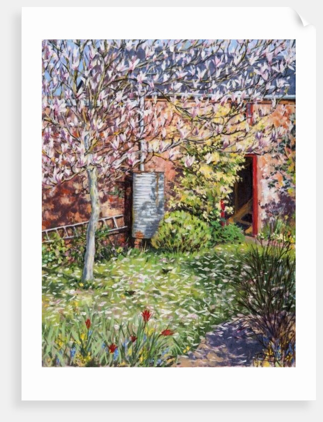 Under the Magnolia by Tilly Willis