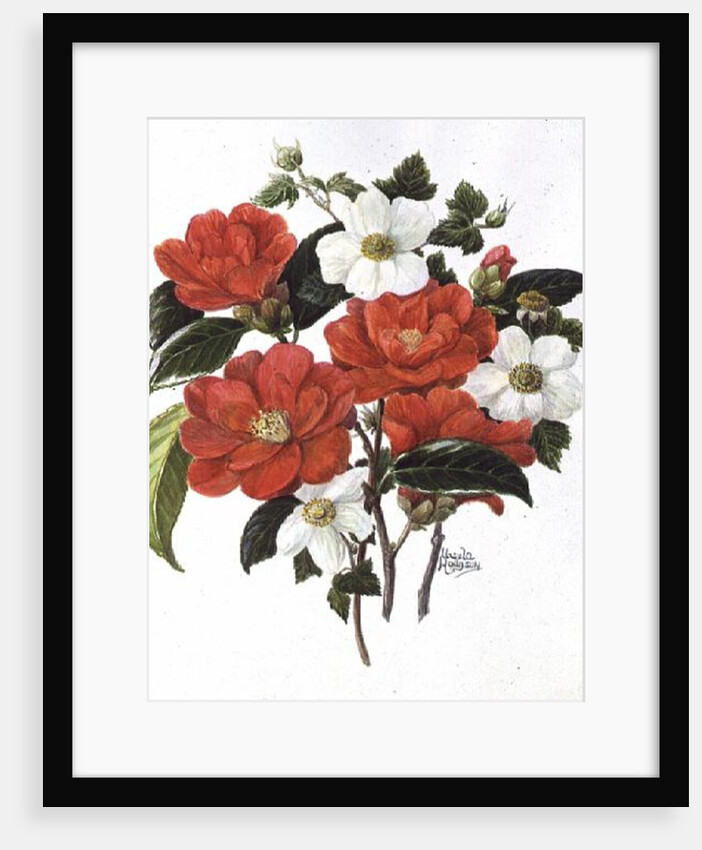Camellia Adolf Audusson by Ursula Hodgson