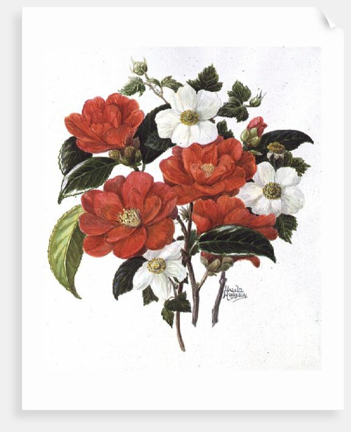 Camellia Adolf Audusson by Ursula Hodgson