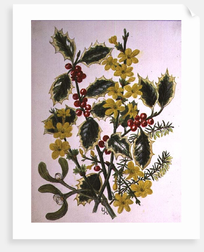 Holly, Winter Jasmine, Heath and Mistletoe by Ursula Hodgson