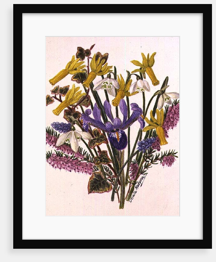 Snowdrop, Narcissus Cyclamineus, Iris Reticulata and Grape Hyacinth by Ursula Hodgson