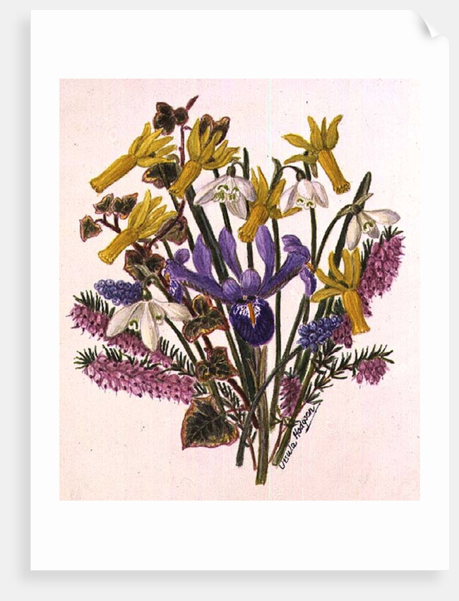 Snowdrop, Narcissus Cyclamineus, Iris Reticulata and Grape Hyacinth by Ursula Hodgson