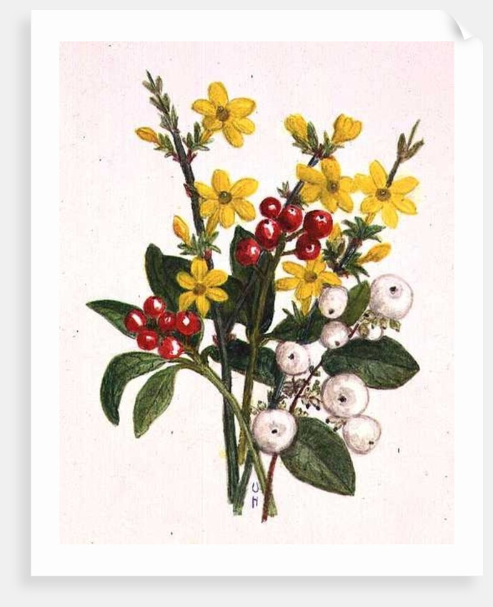 Snowberries, Dogwood and Jasmine by Ursula Hodgson