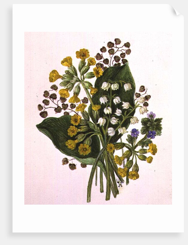 Lily of the Valley and Cowslips by Ursula Hodgson
