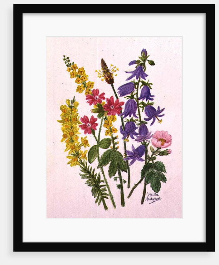 Bluebells, Broom, Herb Robert and other wild flowers by Ursula Hodgson