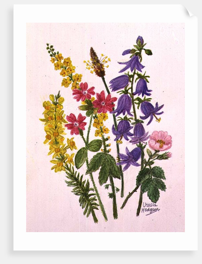 Bluebells, Broom, Herb Robert and other wild flowers by Ursula Hodgson