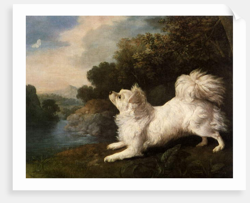 Spaniel belonging to painter Cosway chasing a butterfly, 1775 by George Stubbs
