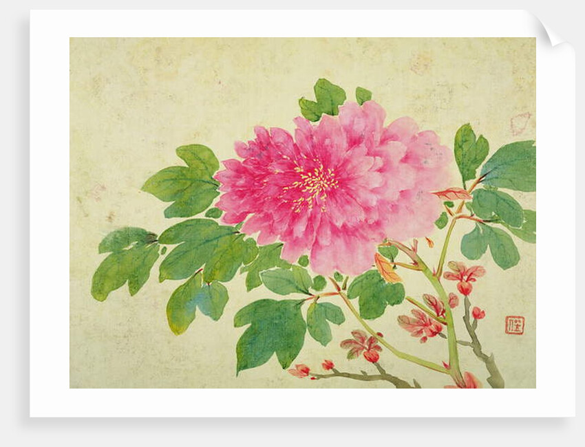 Painting of Peonies by Yu Jiang