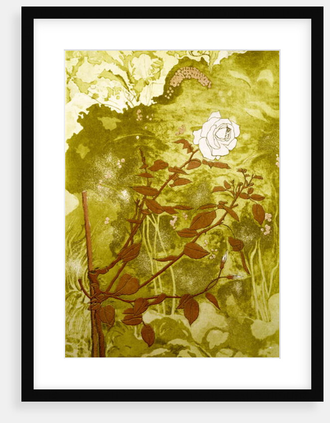 Rose by Valerie Daniel