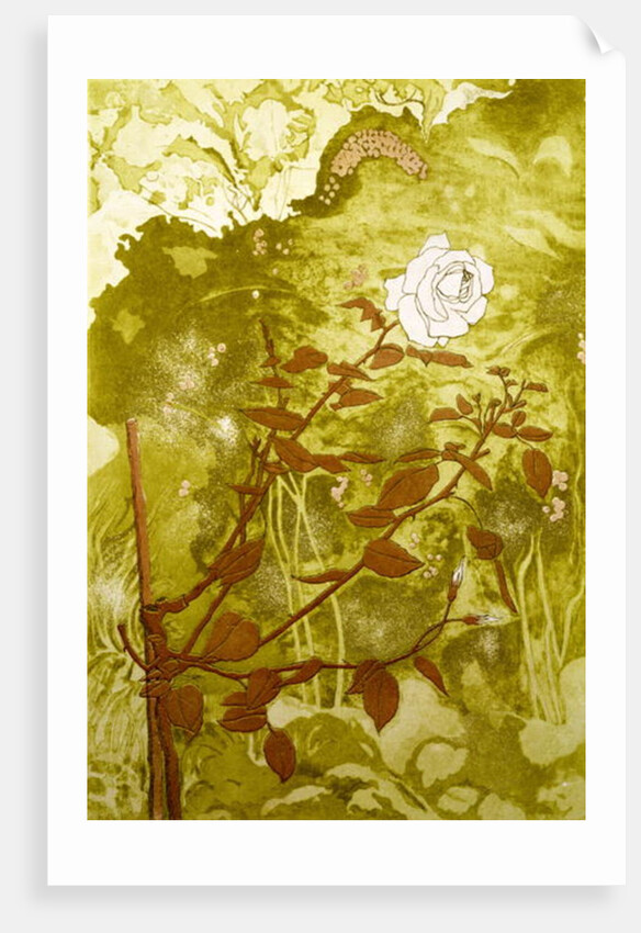 Rose by Valerie Daniel