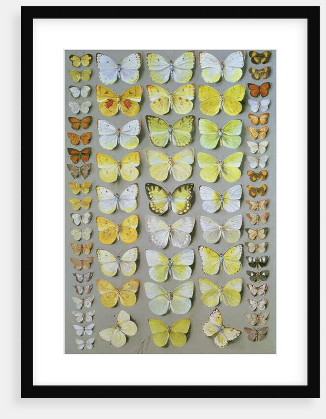 Papuan Butterflies 1, 1917-18 by Marian Ellis Rowan