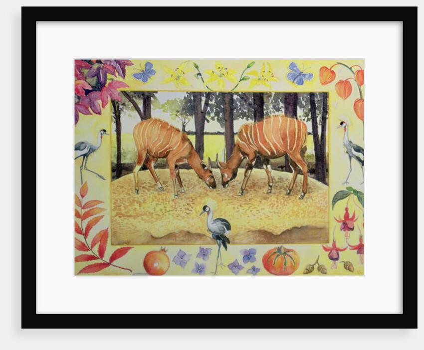 Bongo by Vivika Alexander