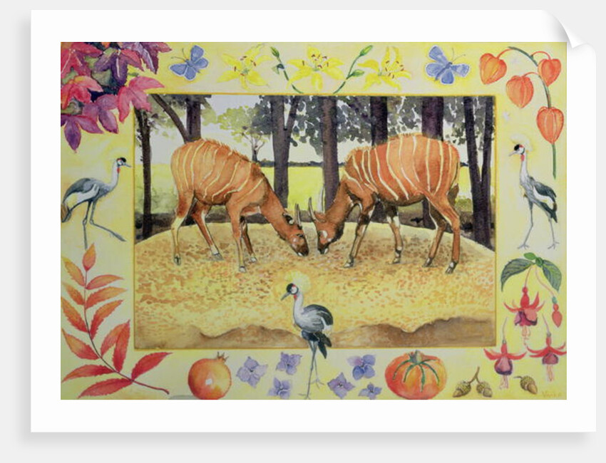 Bongo by Vivika Alexander