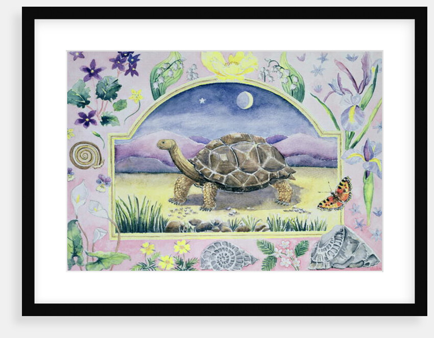 Giant Tortoise by Vivika Alexander