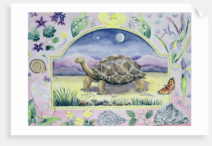 Giant Tortoise by Vivika Alexander