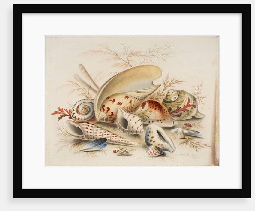 Study of Sea Shells, 1876 by Joseph Smith