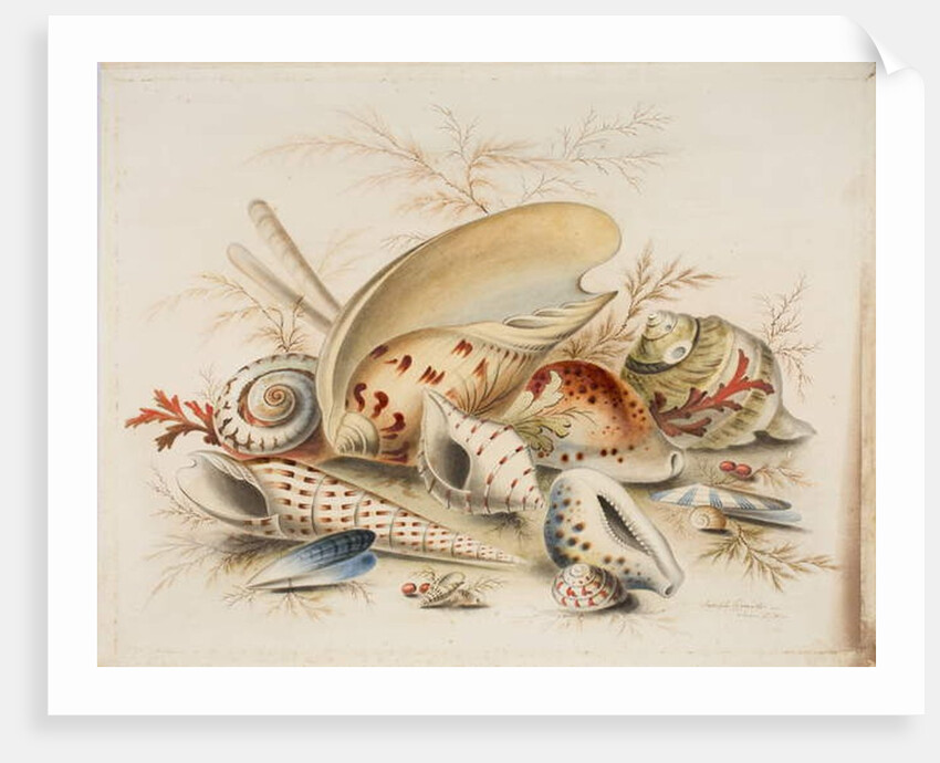 Study of Sea Shells, 1876 by Joseph Smith