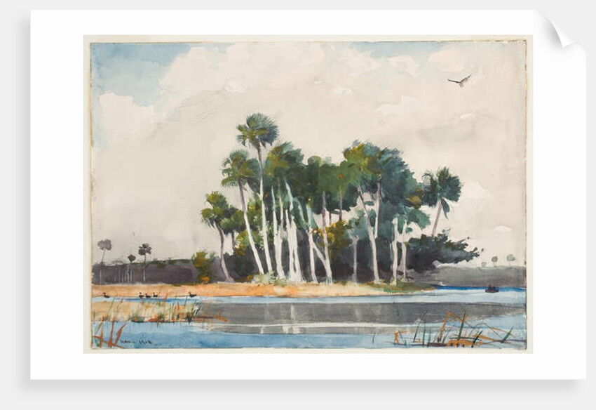 The Turkey Buzzard by Winslow Homer