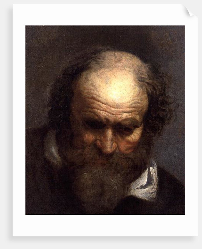 Head of an Old Man by Jacob Jordaens