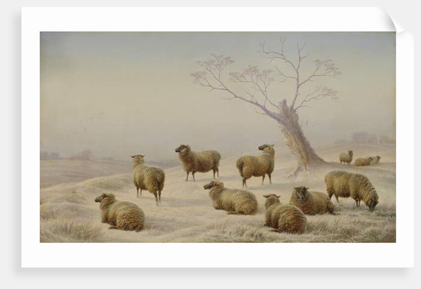 Sheep in Snow, 1880 by Charles Jones